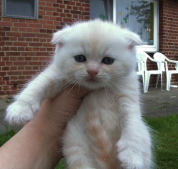 Desert Dance Scottish Fold Kater